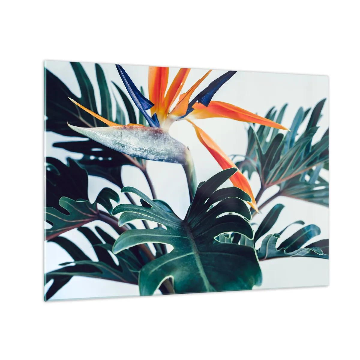 Impression sur verre - Image sur verre - Plante exotique avec fleur d'oiseau de paradis - 70x50cm - Le buisson oiseaux - Décoration murale moderne pour le salon et la chambre ARTTOR