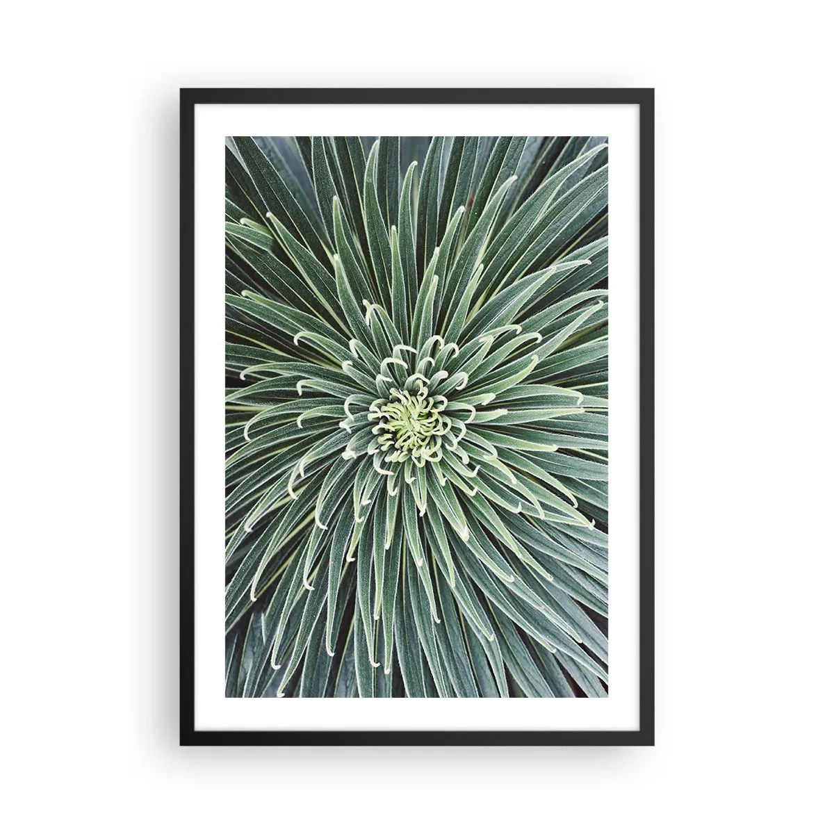 Affiche dans un cadre noir - Poster - Gros plan d'une plante verte aux feuilles symétriques. - 50x70cm - Naissance d'une étoile - Décoration murale moderne pour le salon et la chambre ARTTOR