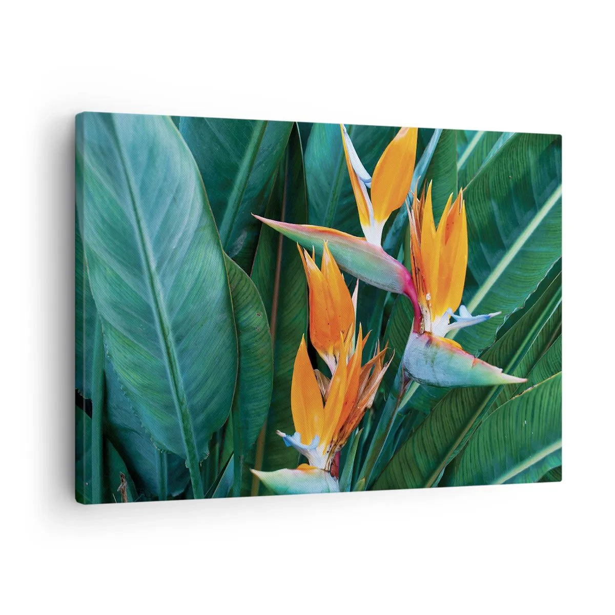 Impression sur toile - Image sur toile - Fleurs de strelitzia exotiques entourées de feuilles vertes - 70x50cm - Est-ce une fleur, est-ce un oiseaux? - Décoration murale moderne pour le salon et la chambre ARTTOR