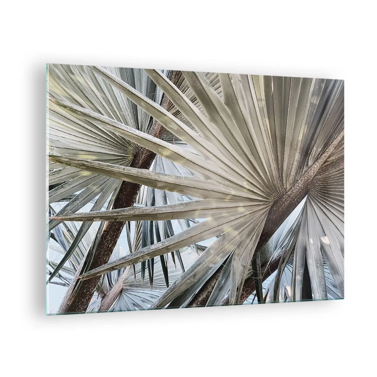 Impression sur verre - Image sur verre - Feuilles de palmier en plein jour - 70x50cm - Evantail sous les tropiques - Décoration murale moderne pour le salon et la chambre ARTTOR
