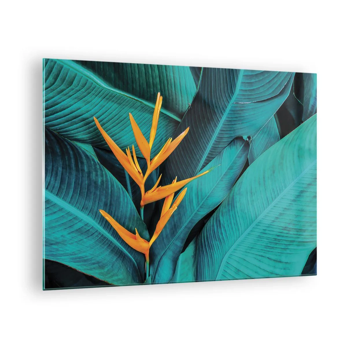 Impression sur verre - Image sur verre - Une fleur exotique sur un fond de grandes feuilles vertes. - 70x50cm - Fleur d'Eden - Décoration murale moderne pour le salon et la chambre ARTTOR