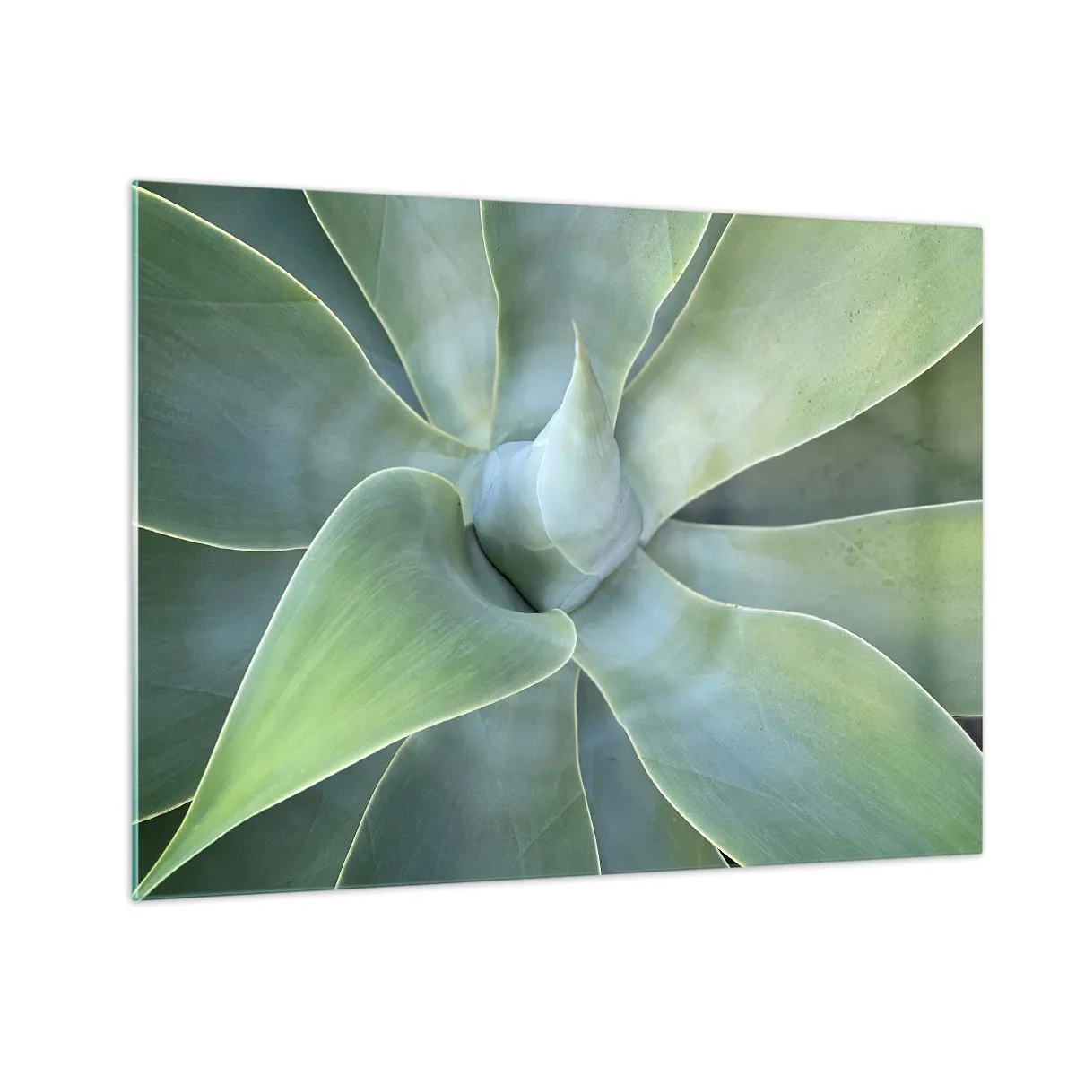 Impression sur verre - Image sur verre - Macrophotographie d'une plante verte aux feuilles en spirale - 70x50cm - La naissance de la verdure - Décoration murale moderne pour le salon et la chambre ARTTOR