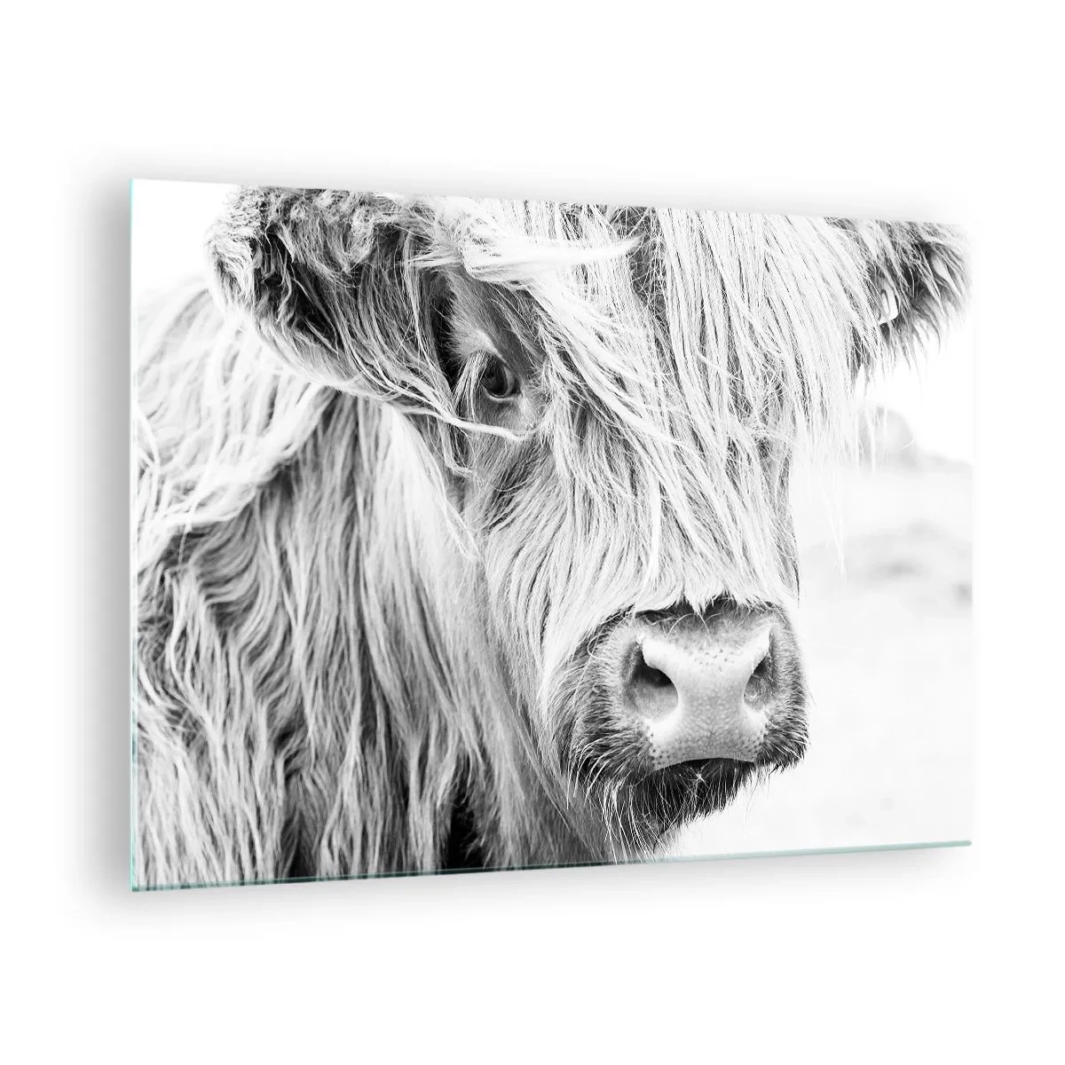 Impression sur verre - Image sur verre - Gros plan d'un bovin écossais à poil long en noir et blanc - 70x50cm - Sauvagerie écossaise - Décoration murale moderne pour le salon et la chambre ARTTOR