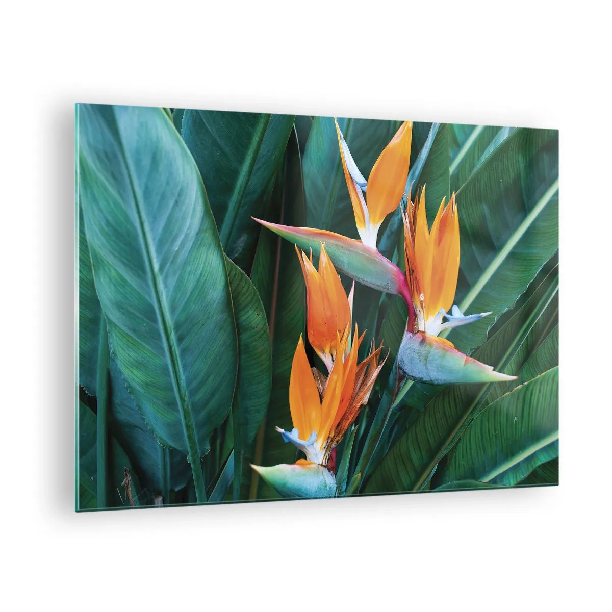 Impression sur verre - Image sur verre - Fleurs de strelitzia exotiques parmi de grandes feuilles vertes - 70x50cm - Est-ce une fleur, est-ce un oiseaux? - Décoration murale moderne pour le salon et la chambre ARTTOR