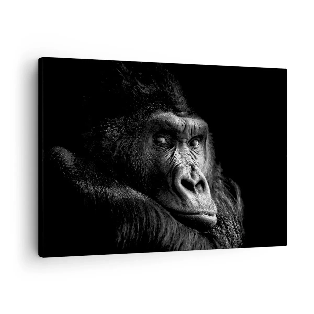 Impression sur toile - Image sur toile - Portrait noir et blanc d'un gorille majestueux - 70x50cm - Et qu'est-ce que tu regardes? - Décoration murale moderne pour le salon et la chambre ARTTOR