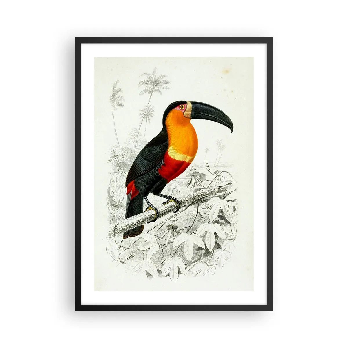 Affiche dans un cadre noir - Poster - Portrait de perroquet - 50x70cm - Couleurs des oiseaux - Décoration murale moderne pour le salon et la chambre ARTTOR