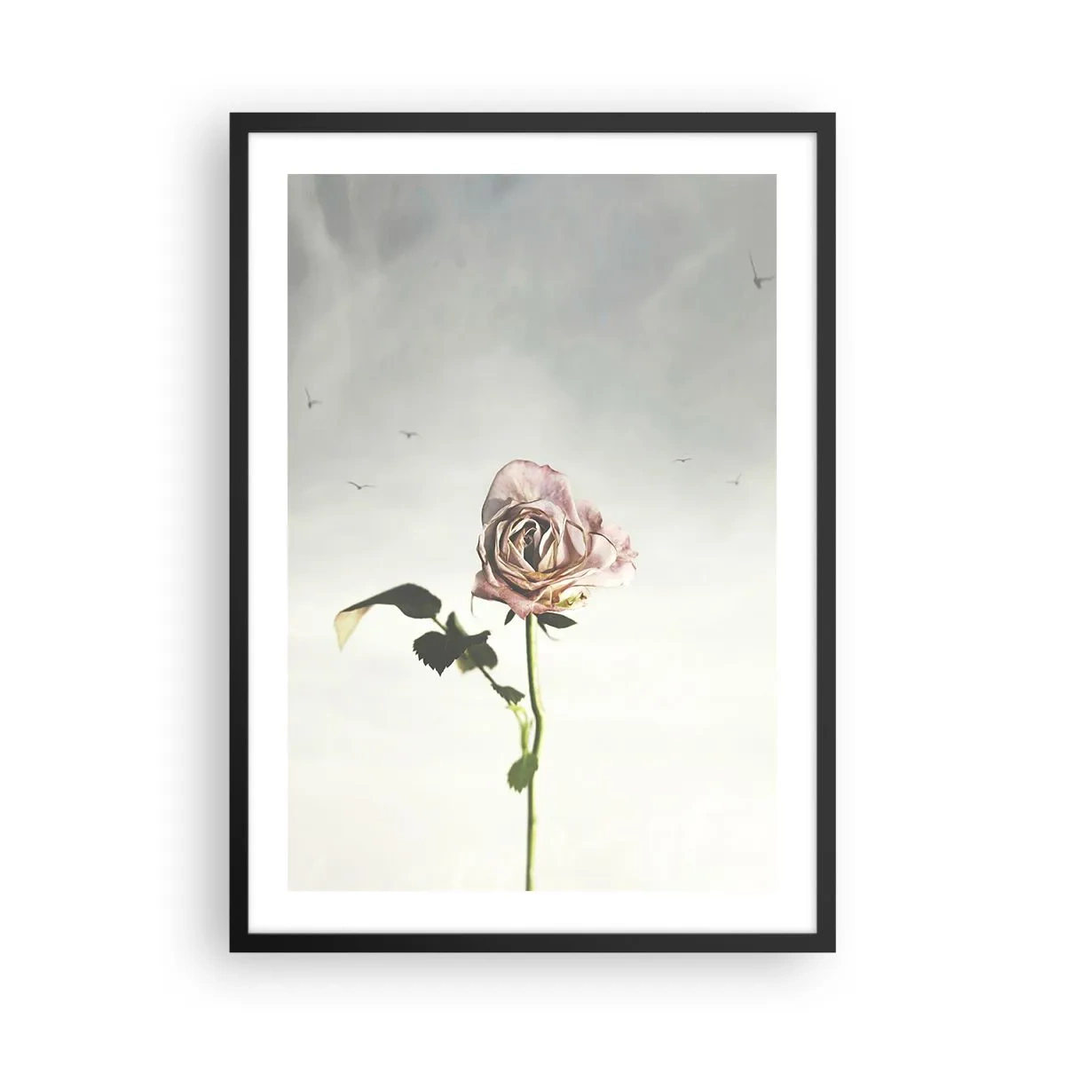 Affiche dans un cadre noir - Poster - Une rose subtile contre un ciel délicat - 50x70cm - Bonjour de printemps - Décoration murale moderne pour le salon et la chambre ARTTOR
