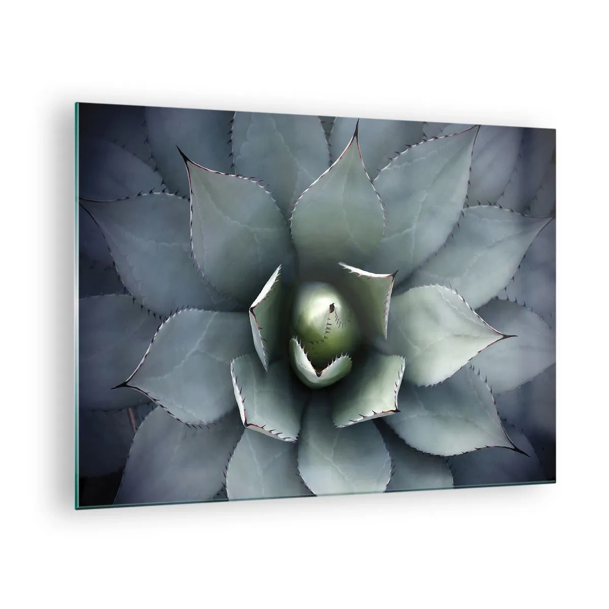Impression sur verre - Image sur verre - Gros plan des feuilles d'agave symétriques de couleur acier. - 70x50cm - Wabi et observe - Décoration murale moderne pour le salon et la chambre ARTTOR